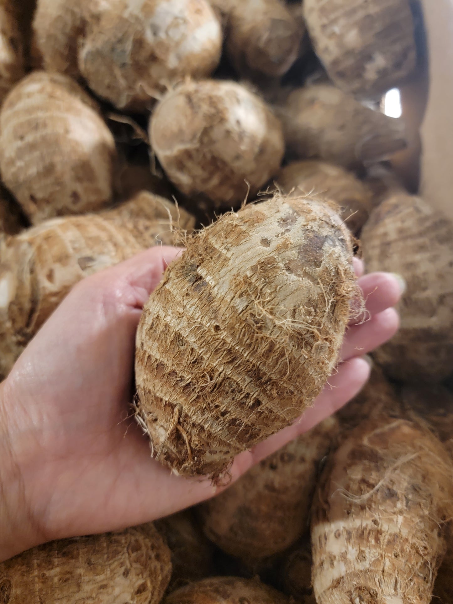 新鲜 芋头 一袋200g