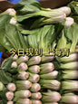 500 g zarter Shanghai-Pak-Choi