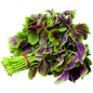 Chinese Red Amaranth 500g