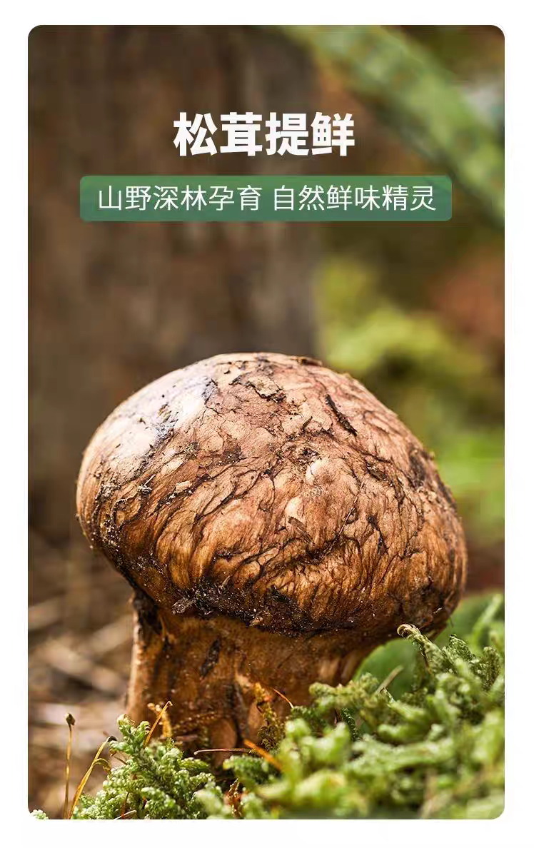 Songxian Fresh Matsutake Seasoning 100g